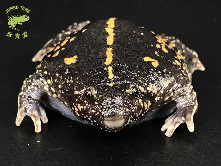 有哪些神奇的动物