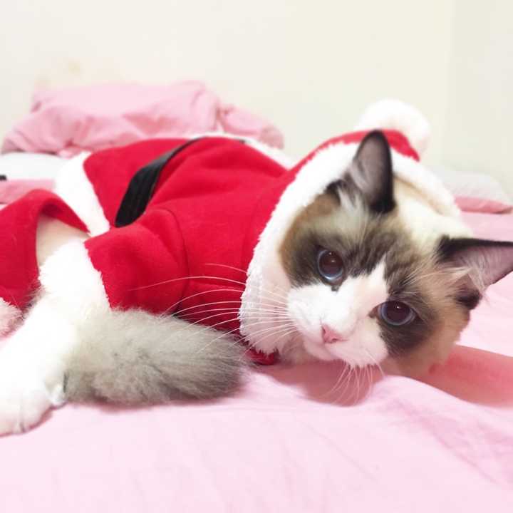 另外一只,beta,布偶猫女仔.