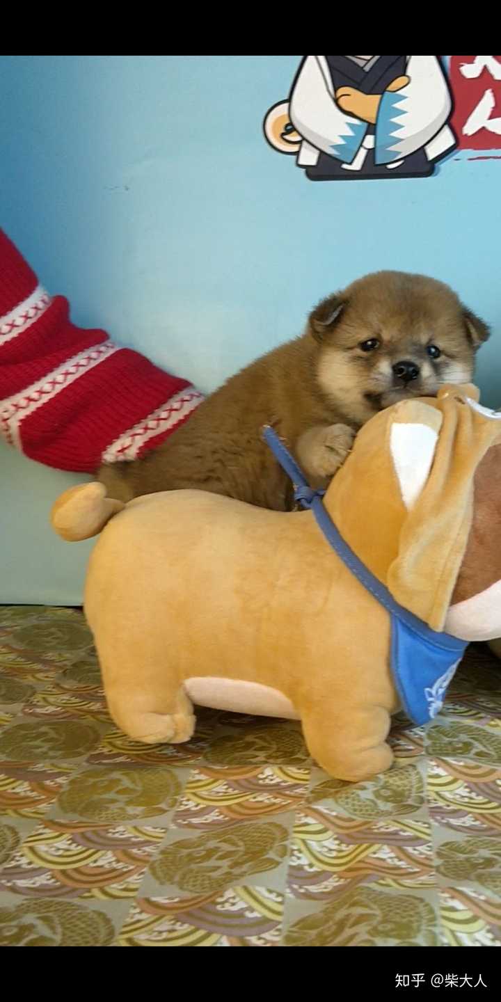 狗狗是不是柴犬?