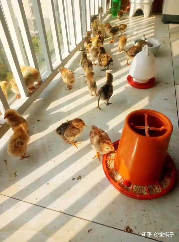 家住楼房面积不大,孩子爸爸要买个可以孵出小鸡的鸡蛋,然后带娃养小鸡