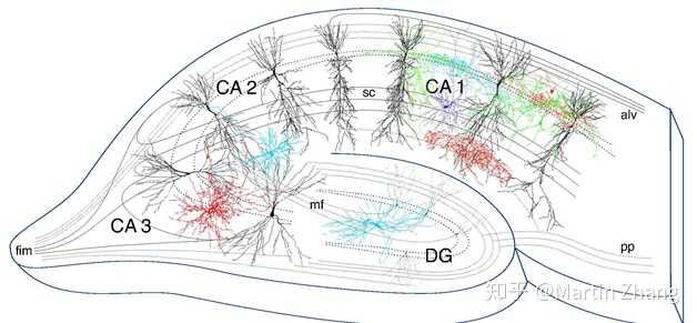 ca1区在神经科学中代表哪个部位？