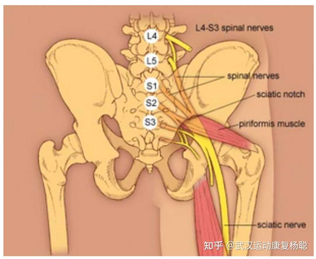 坐骨神经分支及解剖图图片