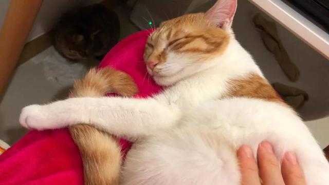 如何防止小猫在床上大小便 知乎