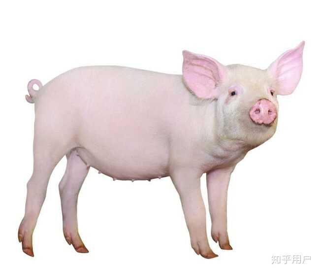 你知道哪些关于猪的冷知识? - 知乎