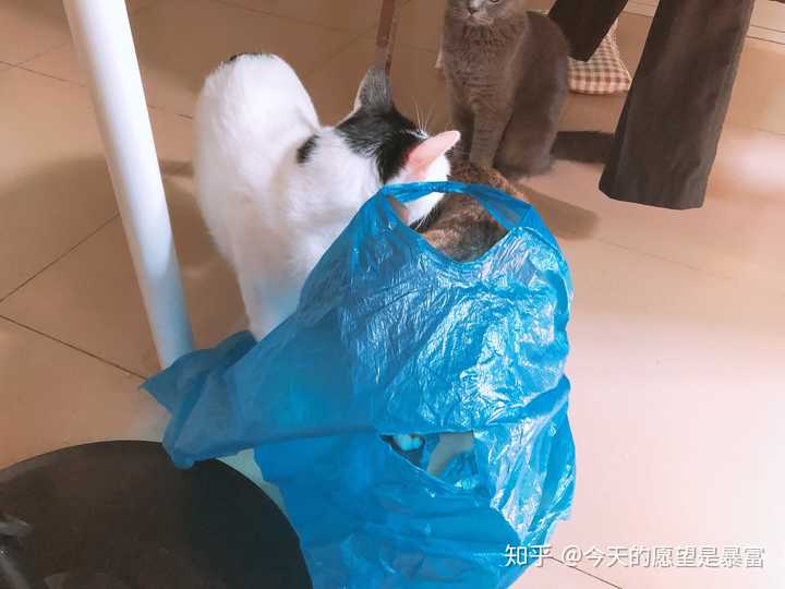 如何劝自己不要养猫呢 知乎