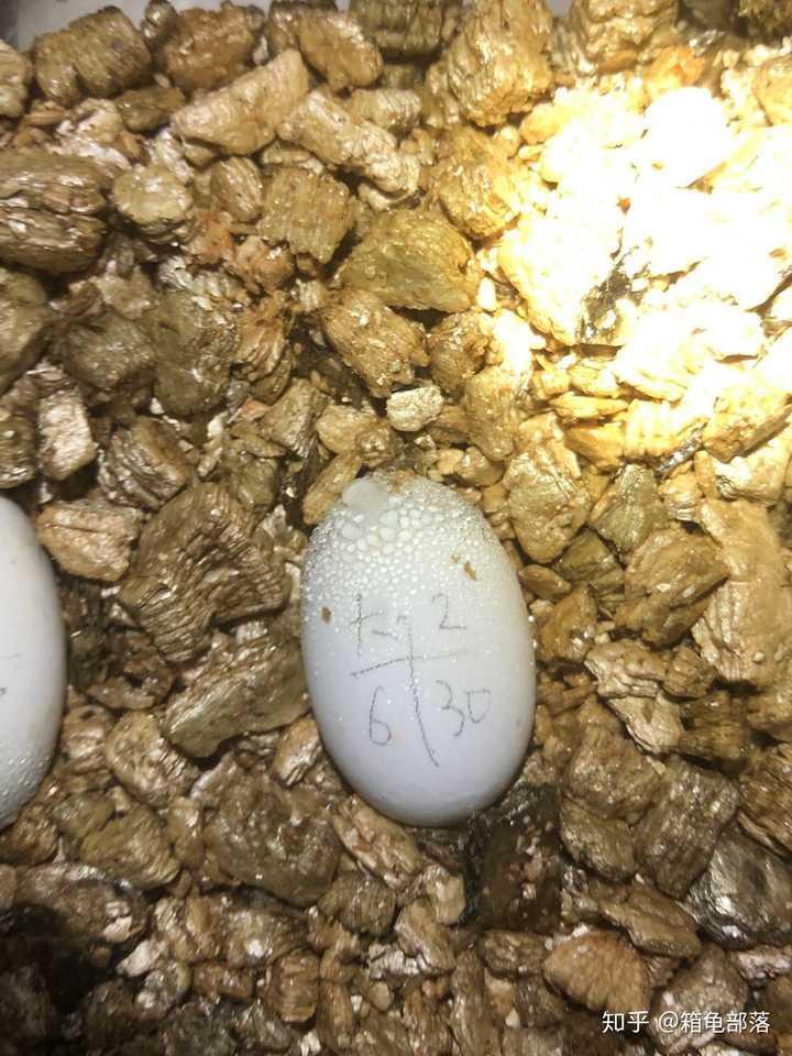 如何孵化龟蛋,孵化龟蛋需要注意些什么呢?