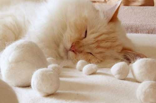 怎样才能帮助猫猫咳出毛团？ - 知乎