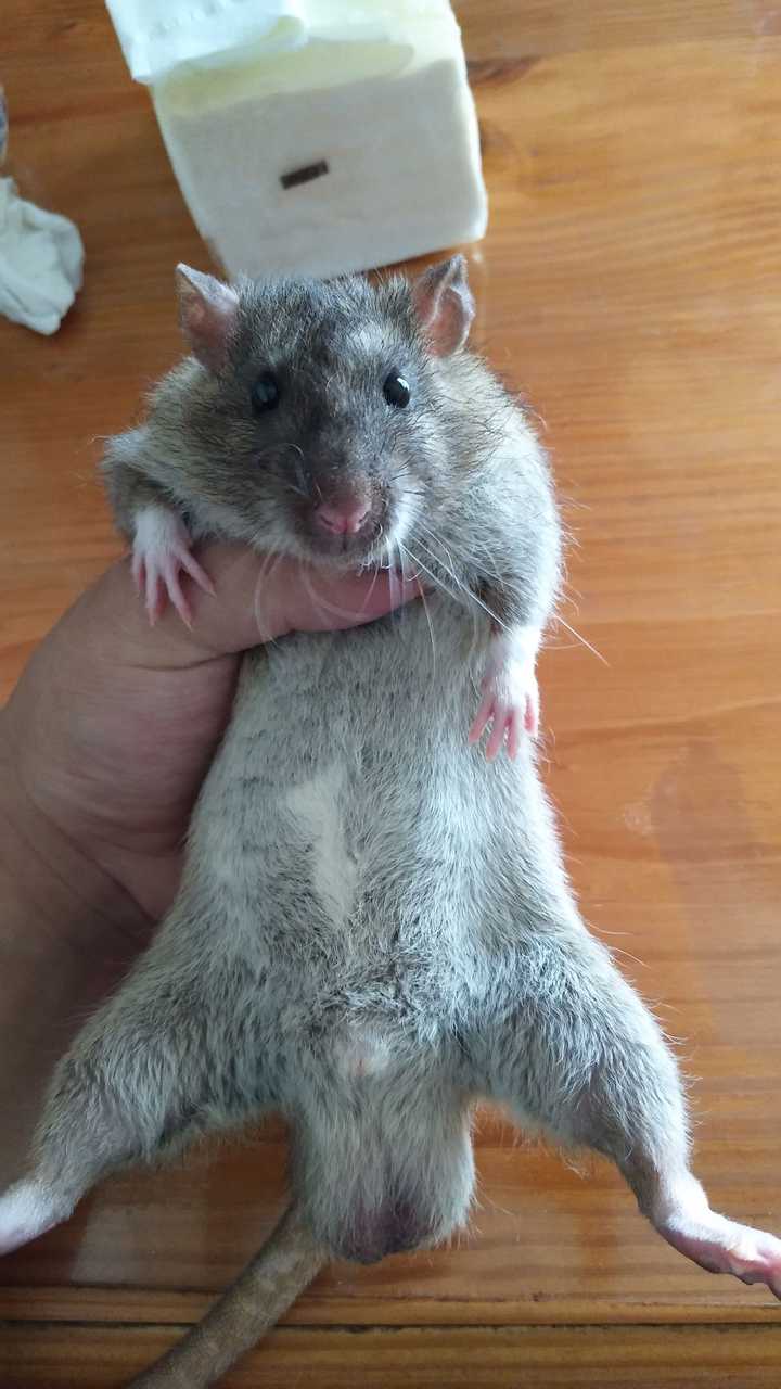 花枝鼠和老鼠的区别是啥 知乎