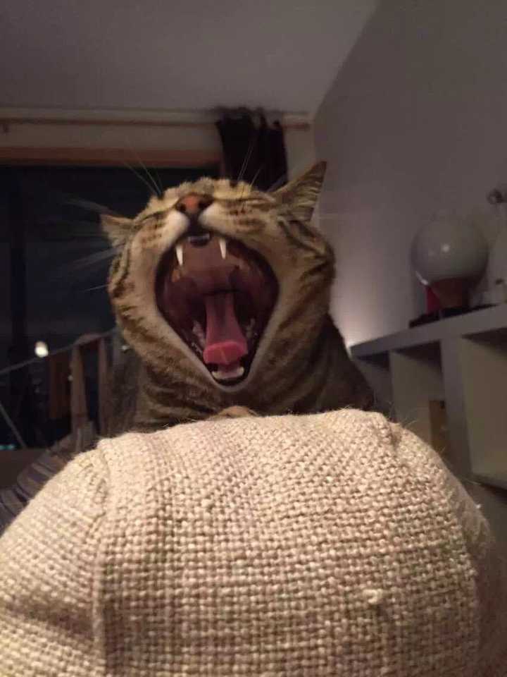 为什么我觉得猫是很恐怖的动物?