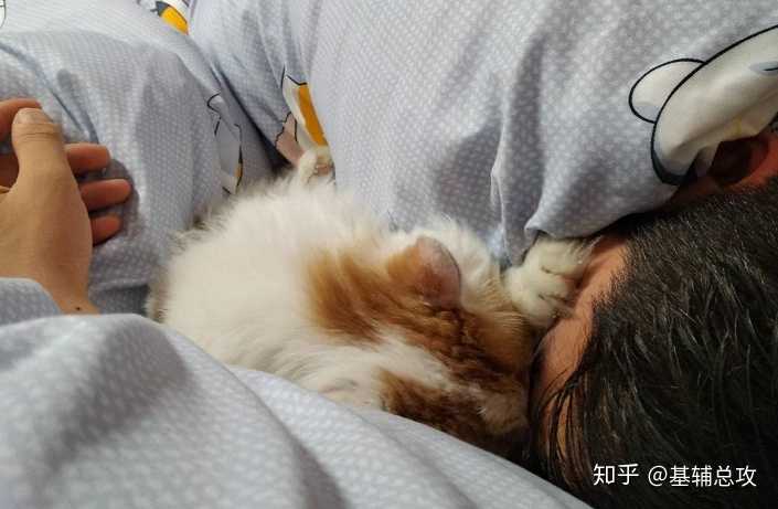 为什么猫喜欢从高处跳下来 甚至跳楼 知乎 为什么猫喜欢从高处跳下来 甚至跳楼 知乎