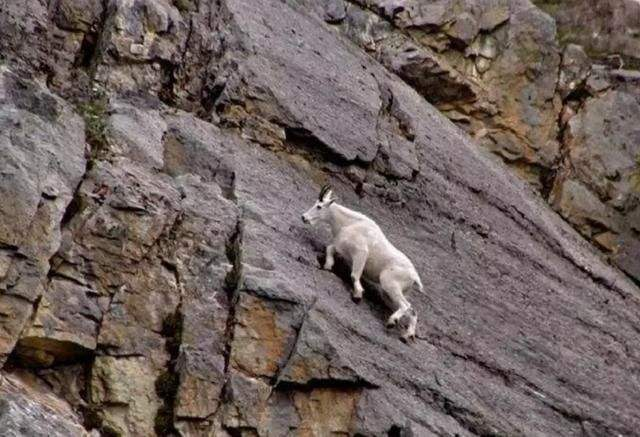 你错了,它们是舔狗,不舔羊.就为了舔悬崖石头上的盐.