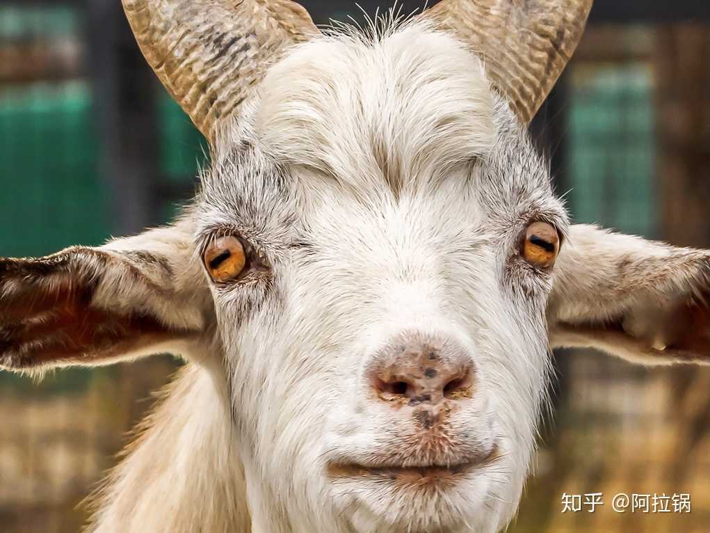 阿拉锅 的想法: #奇怪的知识点# 山羊的瞳孔是方的 - 知乎