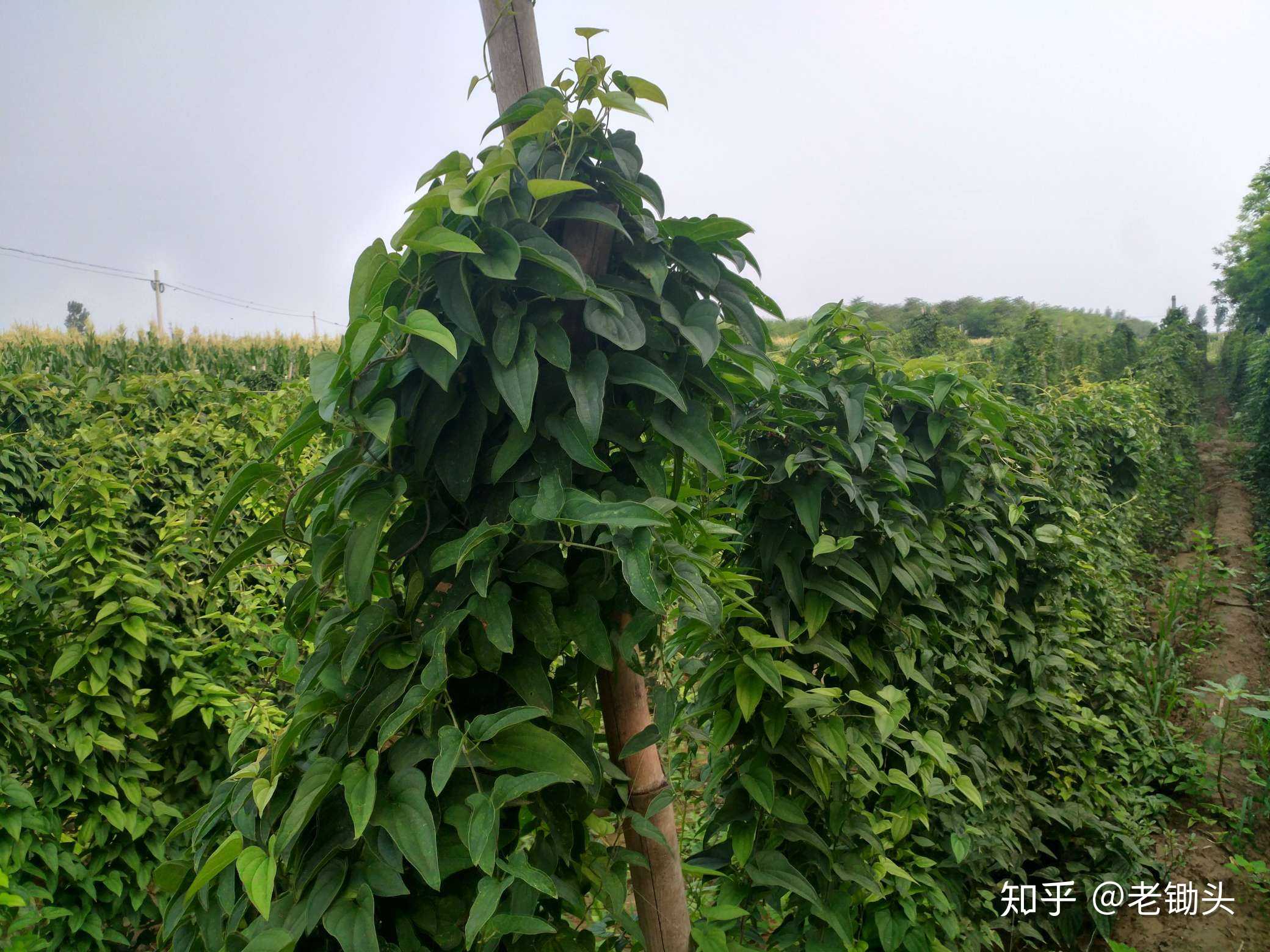 山药,郁郁葱葱 - 知乎