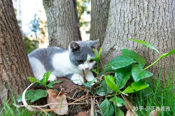 中国有哪些本土的猫咪? - 知乎