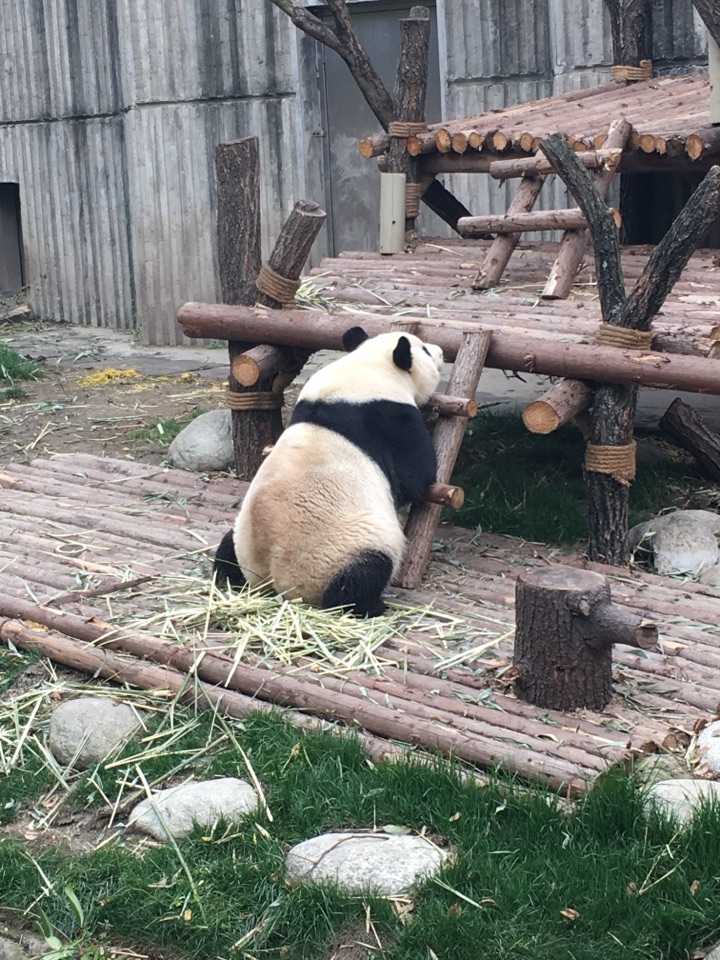 我一个直男癌,去了成都,手机里基本就是滚滚的照片.