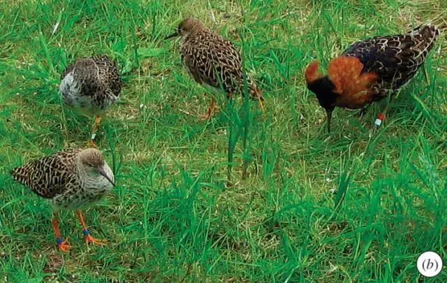 哪种动物的交配方式很奇葩?