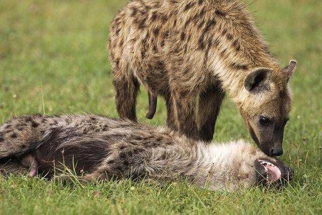 中喜欢互舔xx,但它们真正在交配的时候却喜欢选择其他族群的斑鬣狗,以