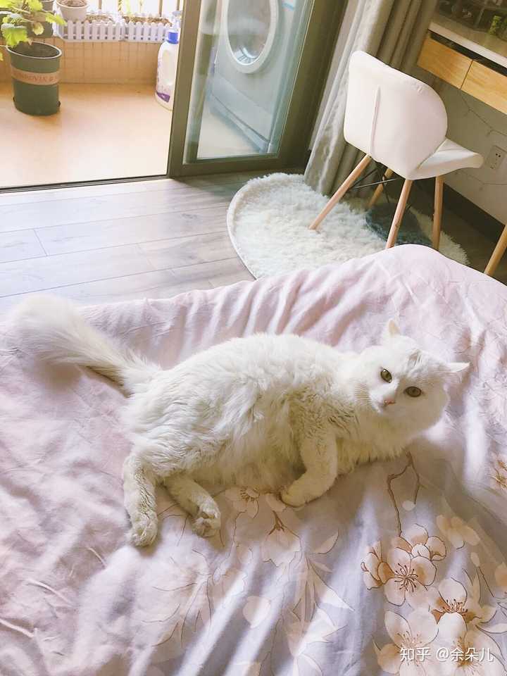 冬天被子里长出猫是怎样的体验?