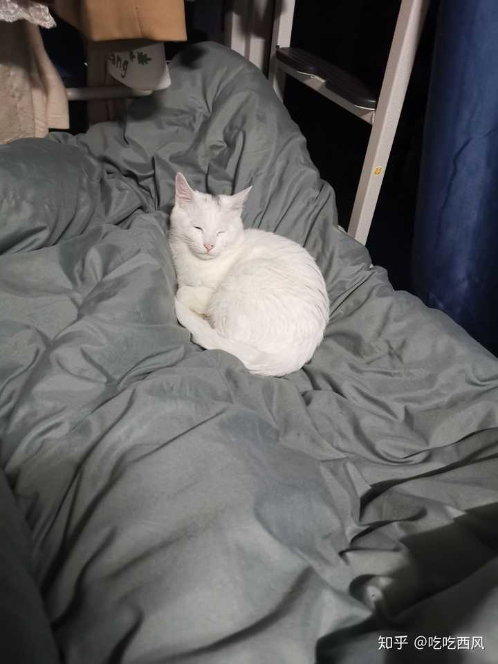 女生的话 养猫和养狗那个比较好 知乎 女生的话 养猫和养狗那个比较好 知乎