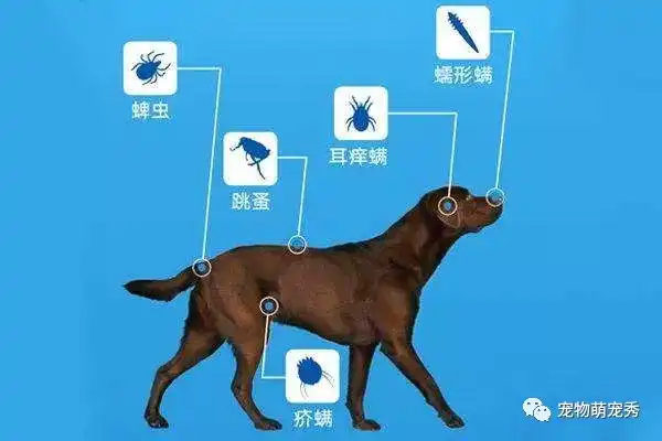 狗狗体内驱虫用那种药好 知乎