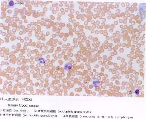 人体红细胞占人体细胞多少