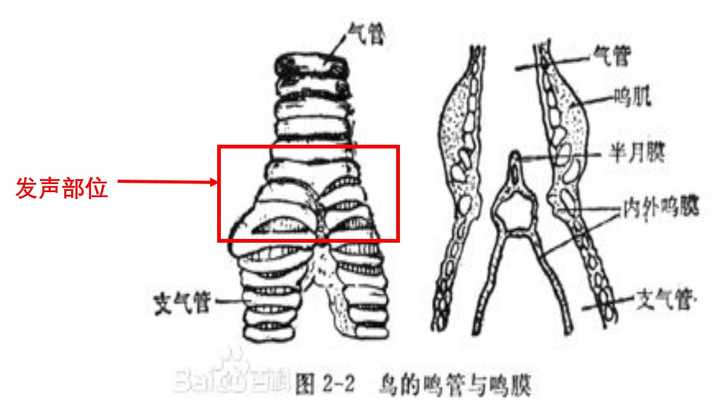 华丽琴鸟为什么能模仿几乎一切它听到的声音?