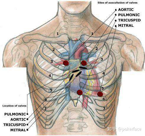 腹部听诊部位示意图图片