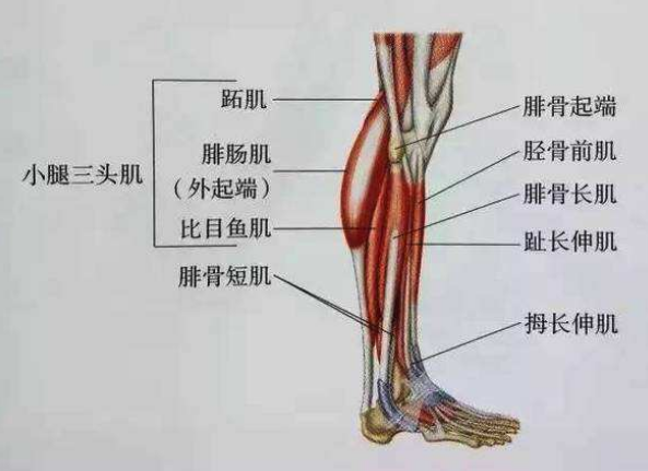 腓骨短肌位置图图片