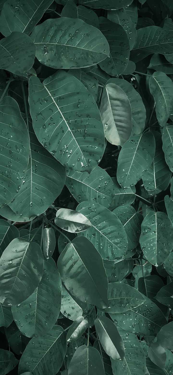 有哪些让你看一眼就爱上的手机壁纸?