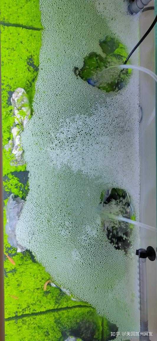 鱼缸里有水泡怎么回事?