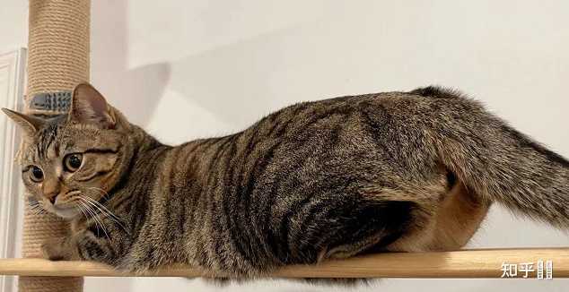中国特有的狸花猫有多强大? - 知乎