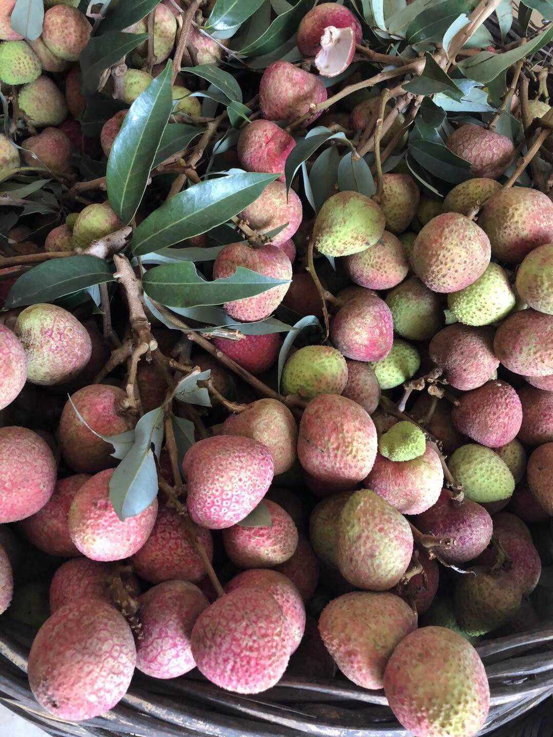 灵山荔枝,三月红