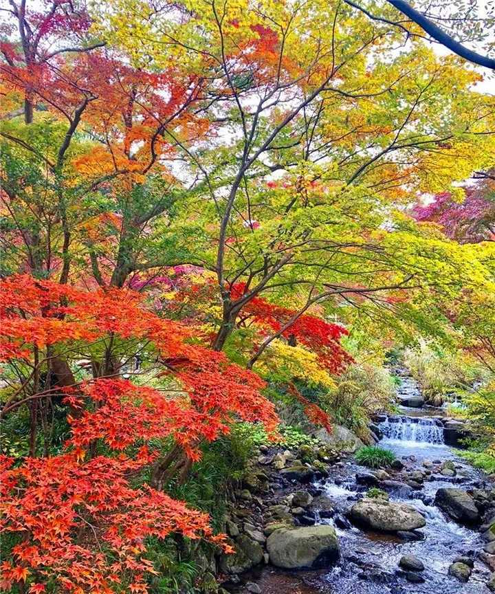 日本有哪些地方看枫叶最好 知乎