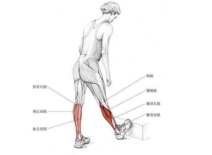 慢跑后如何有效放松拉伸小腿肌肉?