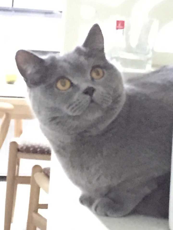 养一只猫每月花费多少 知乎 养一只猫每月花费多少 知乎