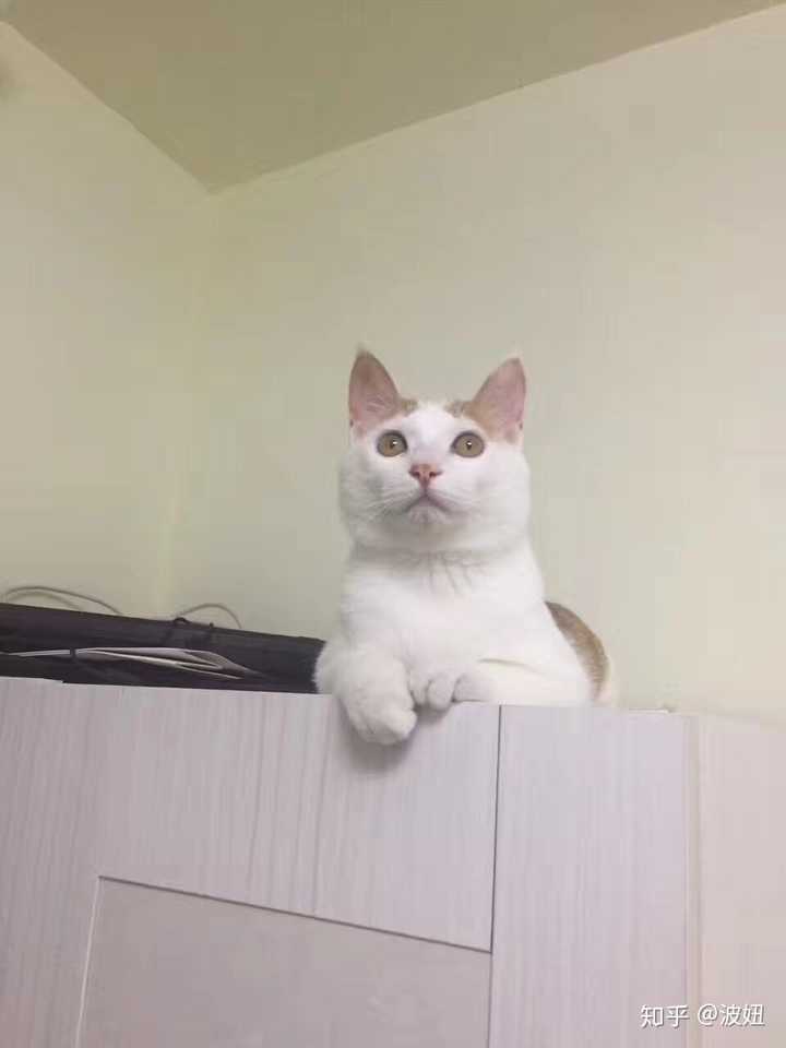 你见过最好看的橘猫长什么样?