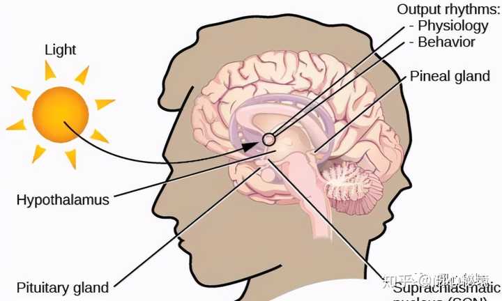 如何激活松果体 知乎