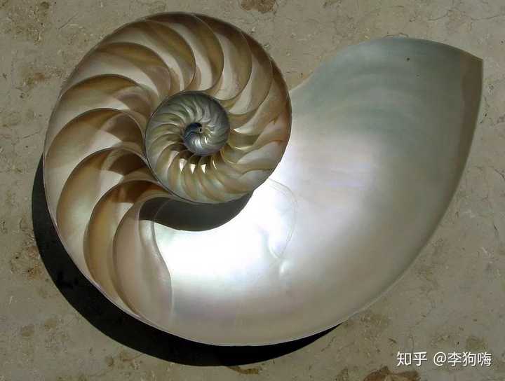 鹦鹉螺外壳(图片来源 wikipedia)