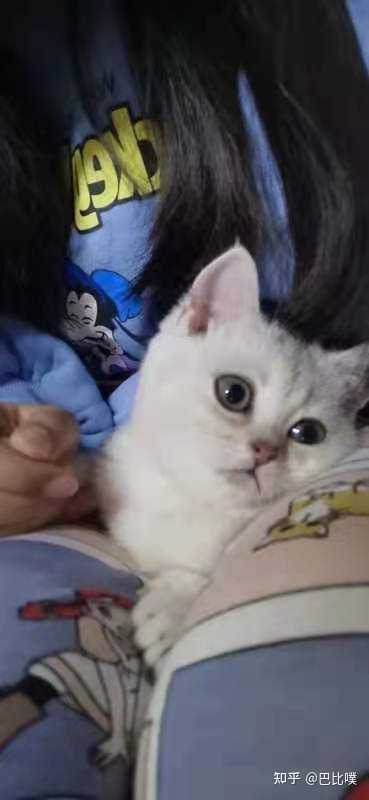 1万元左右有可能买到漂亮甜美的布偶猫吗 知乎 1万元左右有可能买到漂亮甜美的布偶猫吗 知乎