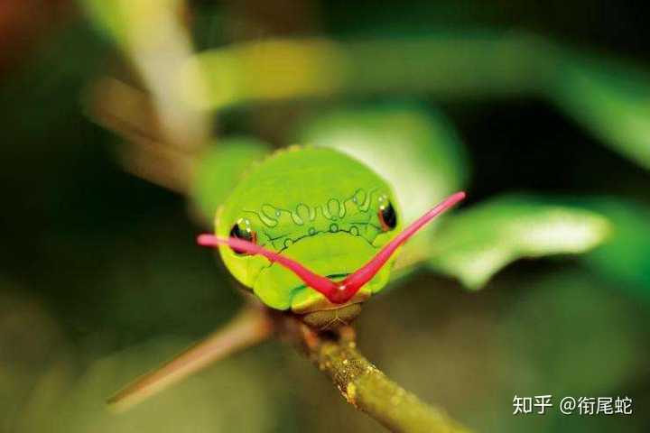 有哪些拟态很厉害的生物?