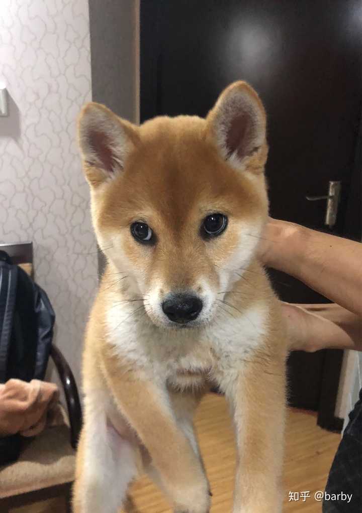 如何分辨柴犬的品相 知乎 如何分辨柴犬的品相 知乎