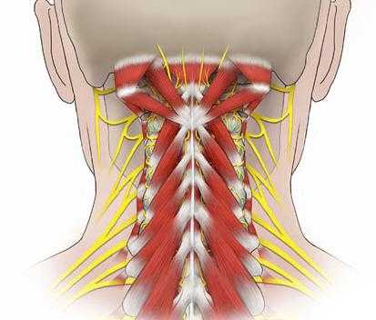 增强颈部深层肌肉力量(…  显示全部