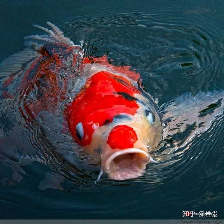 emmmmm转发这条锦鲤……|ω)