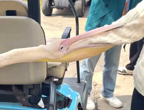 动物园回应幼年鹈鹕「吃同事、吃游客」，称只是吓唬人不会真咬，它为啥会这样做？鹈鹕真的没有攻击力吗？