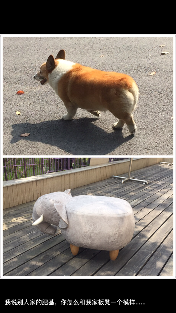 早上出门遛弯看见院子里一条柯基,于是发了这样一条朋友圈