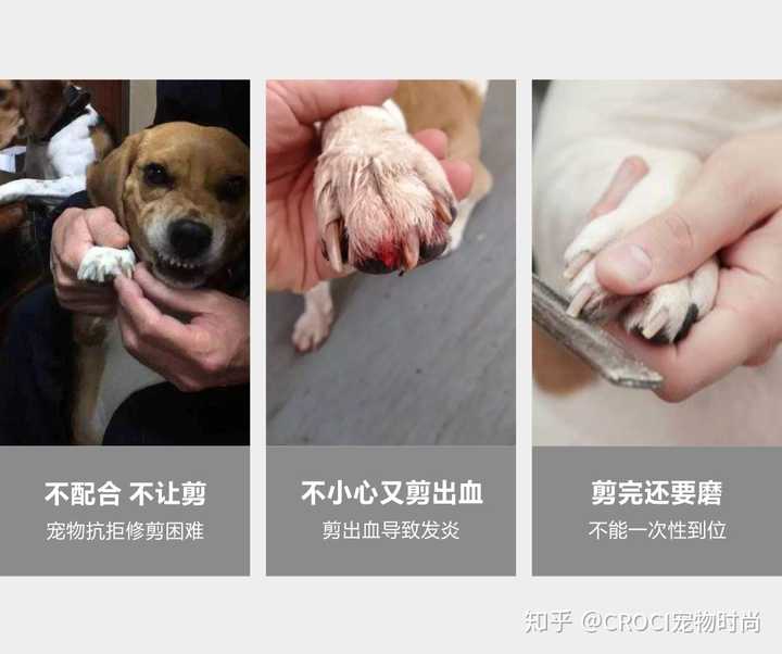 怎样给狗剪指甲 知乎