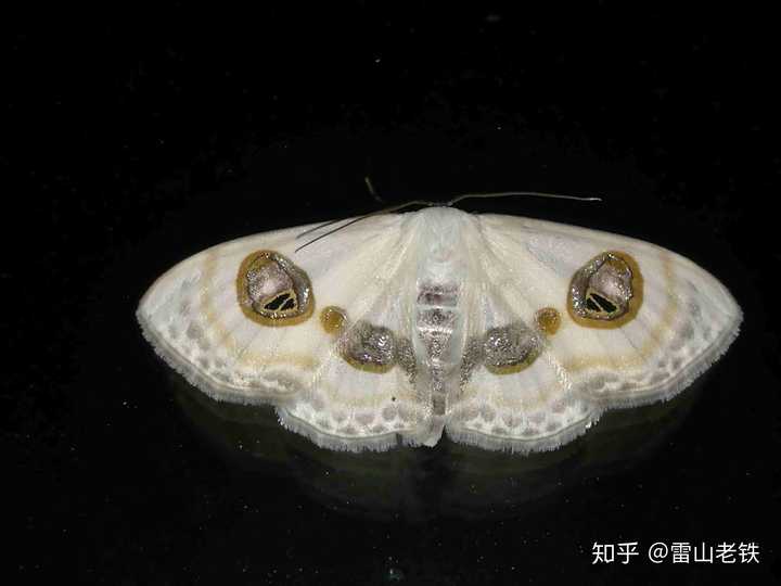 双目白姬尺蛾