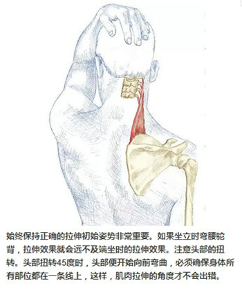 哪些运动可以美化女生背部 知乎