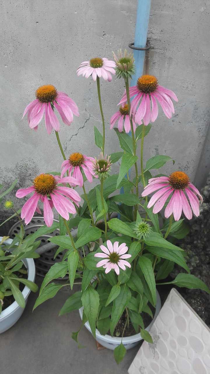 北方的一处院子,适合种植哪些花草?