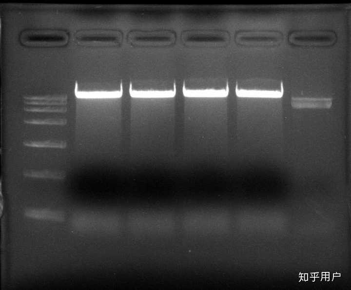 我做的质粒dna的提取?